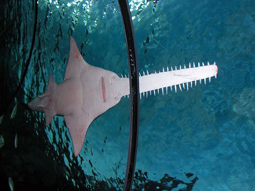 Sawfish